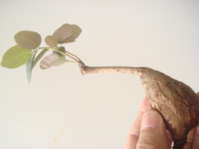 塊根植物　 phyllantmos mirabilis　 フイランシス　ミラビリス　　コーデックス　a-１4１_画像5