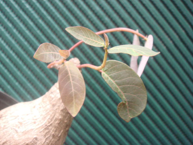 塊根植物　 phyllantmos mirabilis　 フイランシス　ミラビリス　　コーデックス　a-１４８_画像1