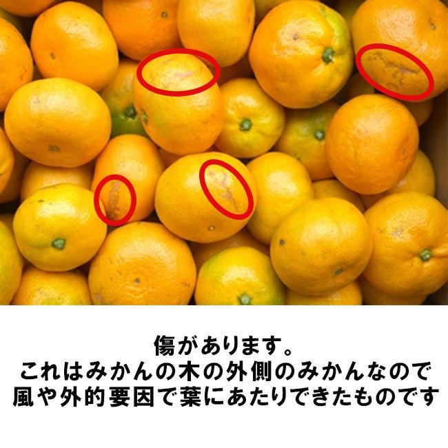 有田みかん 訳あり 10kg 早生みかん 減農薬 産地直送 濃厚 甘い 高糖度_画像2