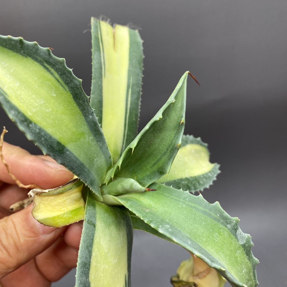 S1113-13 Agave ovatifolia Vanzie Mediopicta アガベ オバティフォリア バンジー 中斑_画像5
