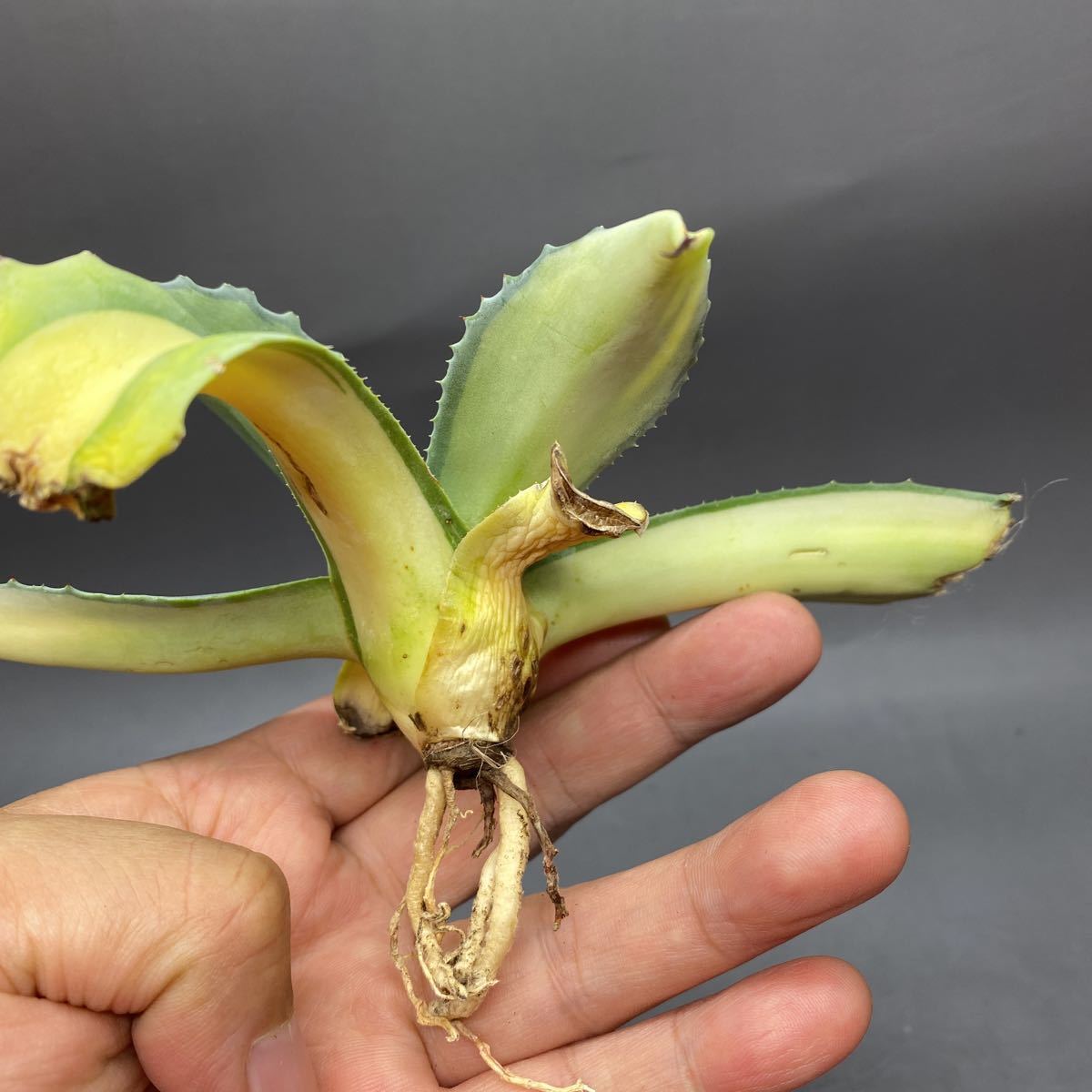 S1113-13 Agave ovatifolia Vanzie Mediopicta アガベ オバティフォリア バンジー 中斑_画像10