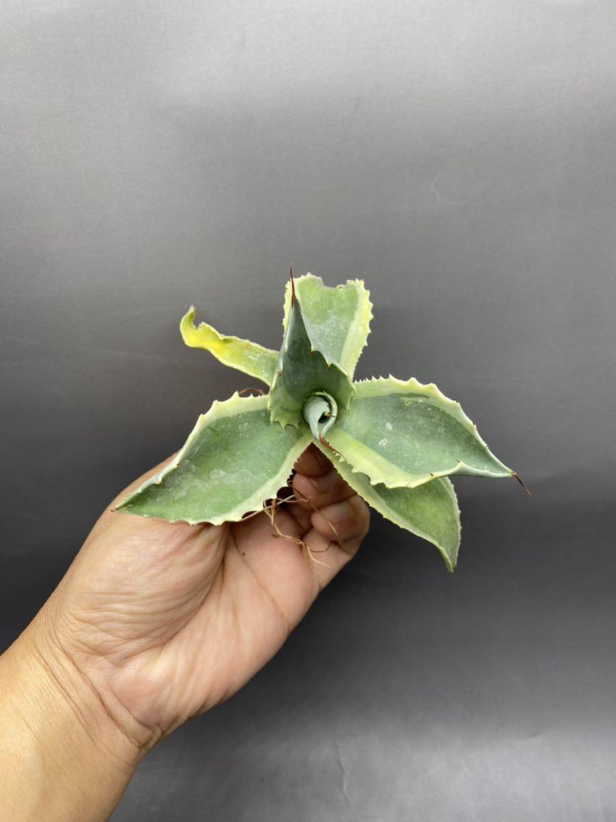 S1113-16 Agave ovatifolia Vanzie variegated white アガベ オバティフォリア バンジー　ベアリアゲティドホワイト　白覆輪_画像3