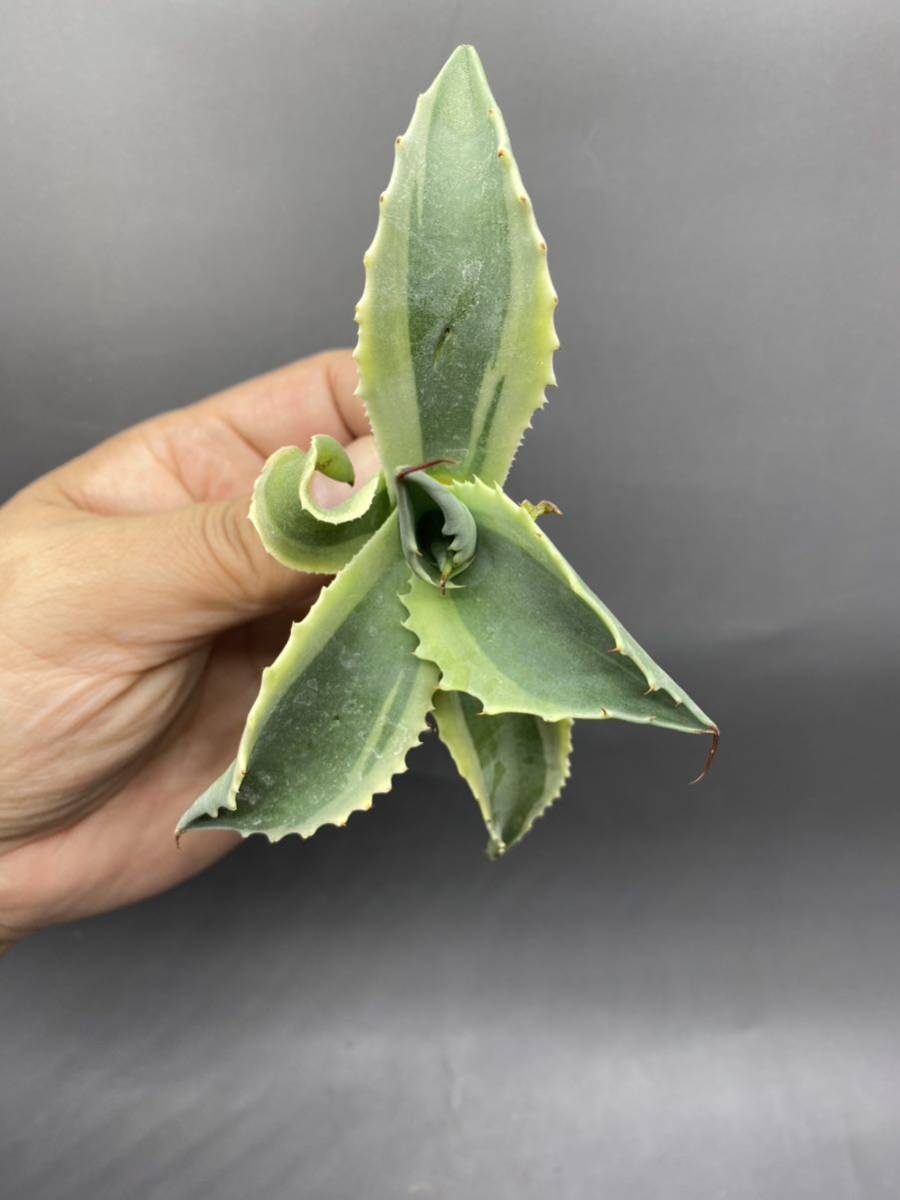 S1113-21 Agave ovatifolia Vanzie variegated white アガベ オバティフォリア バンジー　ベアリアゲティドホワイト　白覆輪_画像3