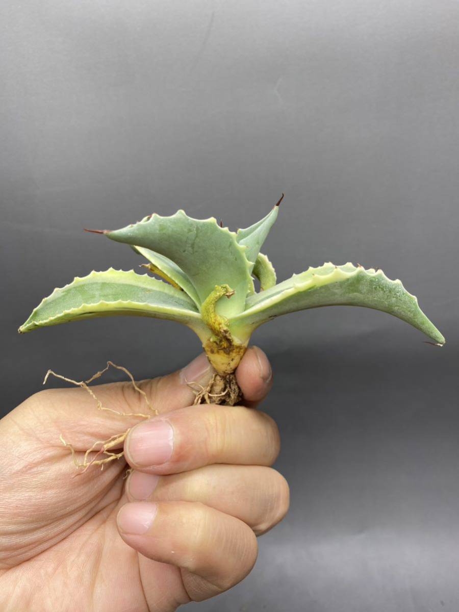 S1113-21 Agave ovatifolia Vanzie variegated white アガベ オバティフォリア バンジー　ベアリアゲティドホワイト　白覆輪_画像2