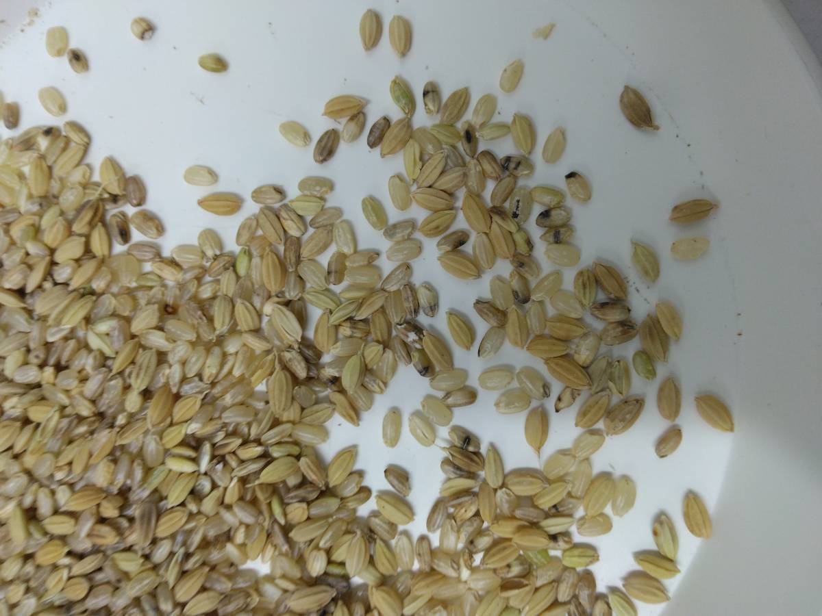 くず玄米10㎏　鳥の餌　飼料米　 家畜の餌　くず米 　ペットのえさ　玄米_画像1