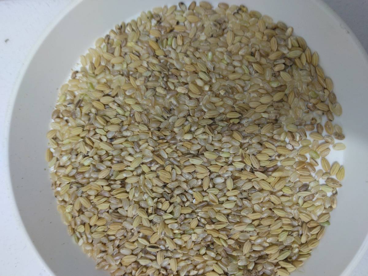 くず玄米10㎏　鳥の餌　飼料米　 家畜の餌　くず米 　ペットのえさ　玄米_画像2