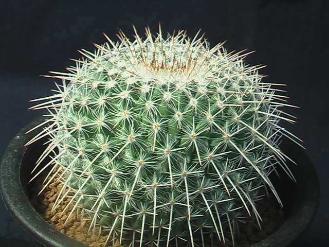 ★奈研★サボテン・多肉植物★201★ マミラリア　あざらし　実生　Mammillaria　parkinsonii v.spinocior　約W 7.9cm_画像2