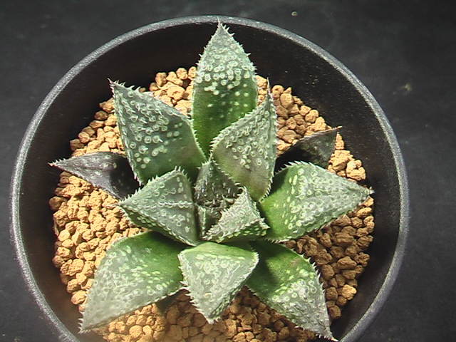 ★奈研★サボテン・多肉植物★259★ハオルシア　鬼武者　 Haworthia　dimorpha　hyb.　約W7.4cm_画像3