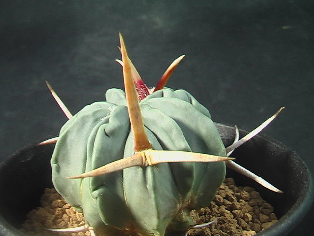 ★奈研★サボテン・多肉植物★292★エキノフォスロカクタス　竜剣玉　　Echinofossulocactus　coptonogonus　実生　約W4.0cm_画像2