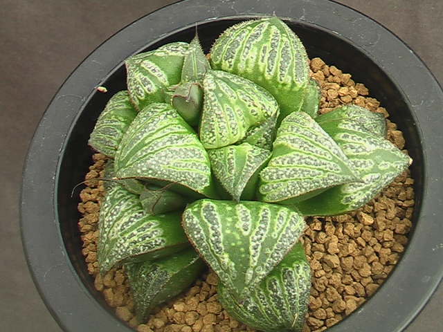 ★奈研★サボテン・多肉植物★309★ ハオルシア　悟空　Haworthia　magnifica v.splendens hyb.　約W8.3cm_画像2