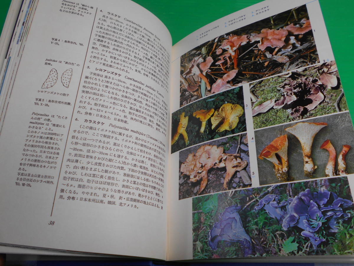 標準原色図鑑全集 14 『菌類・きのこ・かび』 編：今関六也 昭和51年第7版 発行：保育社　送料：230円_画像2