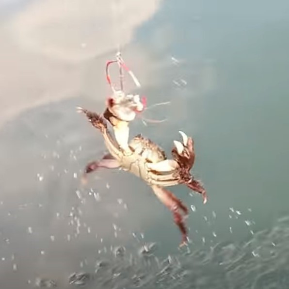 5個セット カニ釣り仕掛け 蟹釣り かに釣り かにつり 蟹つり カニつり カニ網み ワタリガニ ガザミ イシガニ トゲクリガニ 毛ガニ _画像10