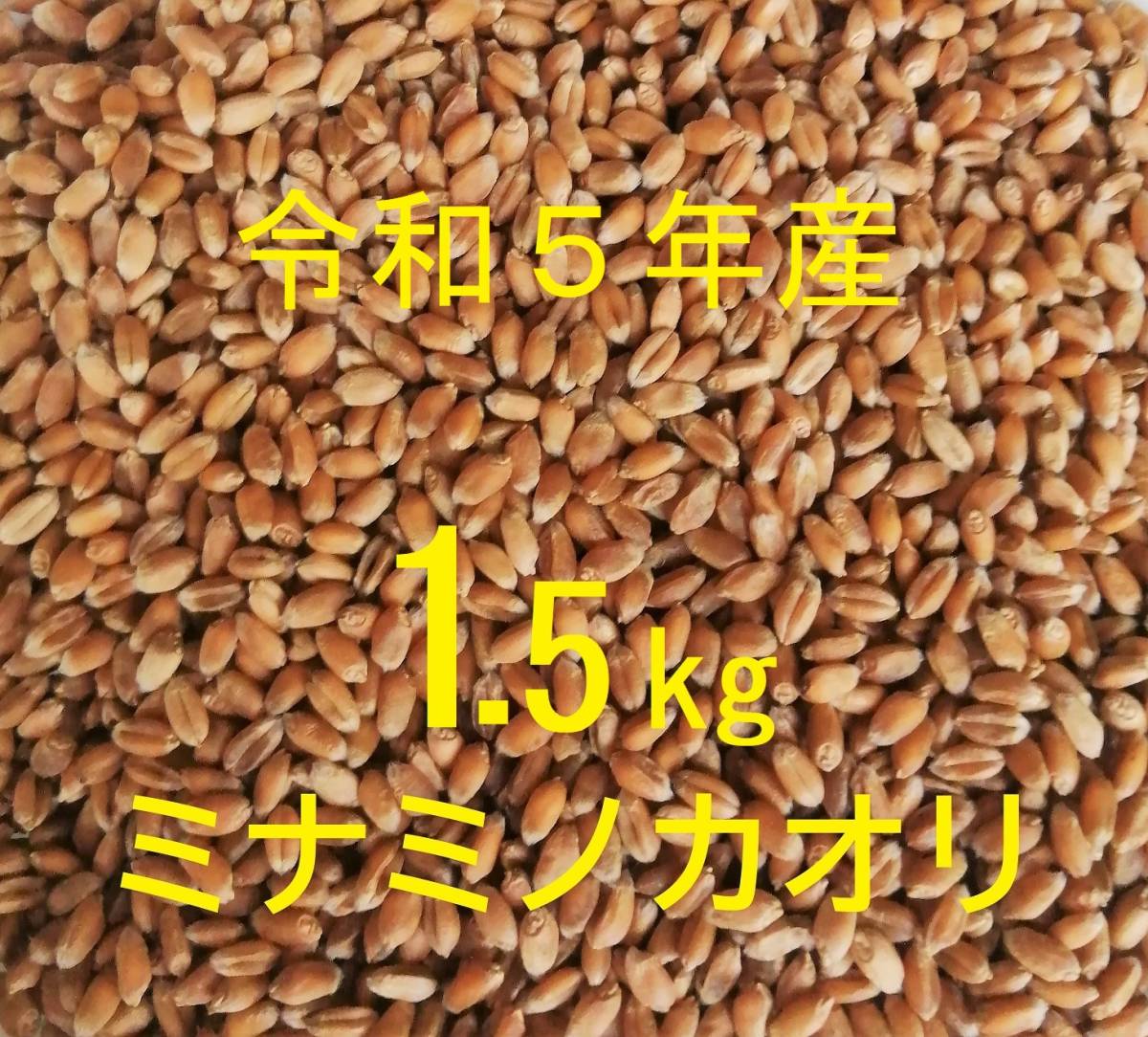 ◆ミナミノカオリ (粒 丸麦 玄麦) 1.5kg 農薬不使用 常温乾燥 パン用小麦 令和5年産 新麦【送料込み】