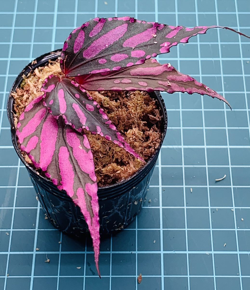 ② ベゴニア ジュラウ ぼっち株 Begonia Julau【パルダリウム テラリウム 苔 ジュエルオーキッド】_画像2