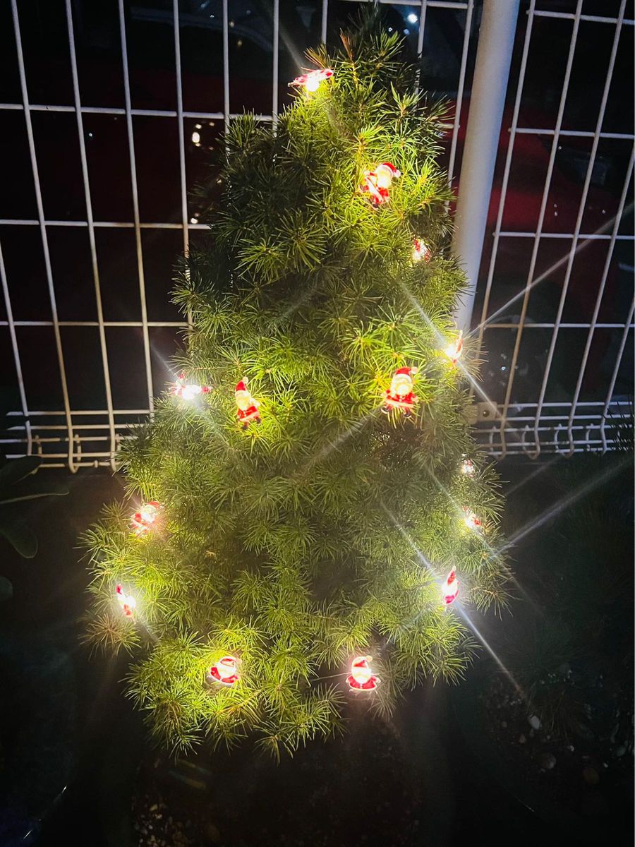 サンタ クリスマス 飾り ライト 電池式LED  オートメント　イルミネーション