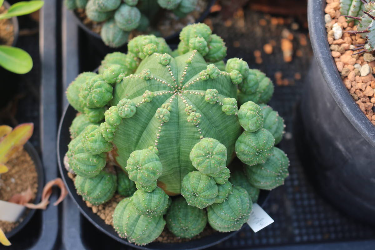 仔吹きシンメトリカ　＊サボテン　多肉植物　ユーフォルビア_親木参照苗