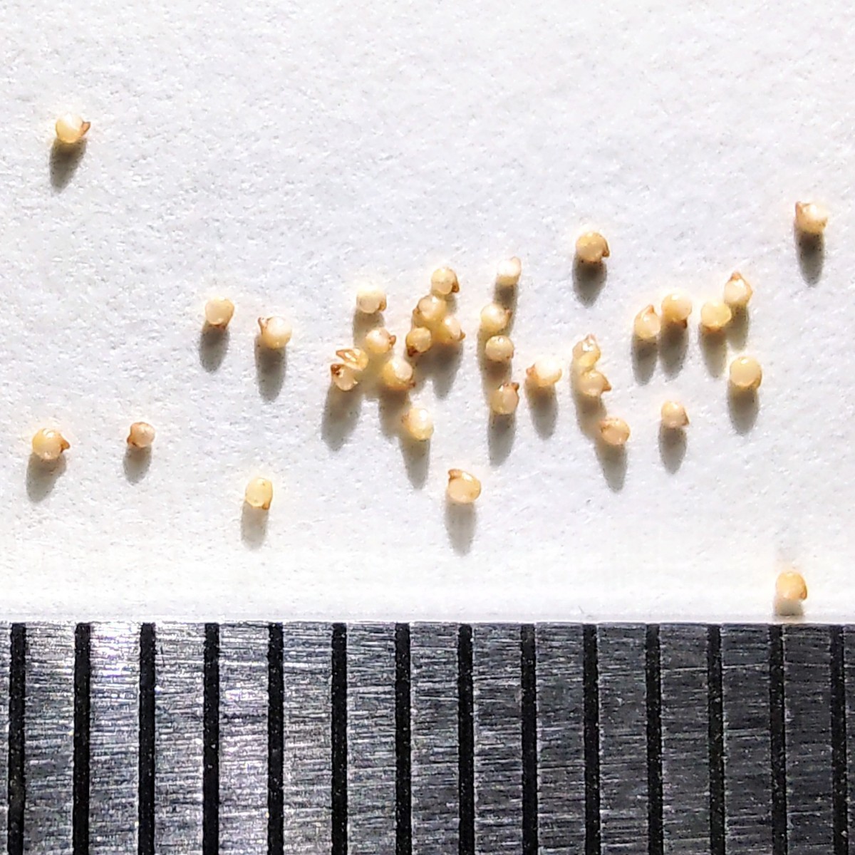 【自家採種“種子”/30粒】Titanopsis hugo-schlechteri var. alboviridis (SB 1343)/チタノプシス 天女扇//多肉植物_お送りする種子のイメージ