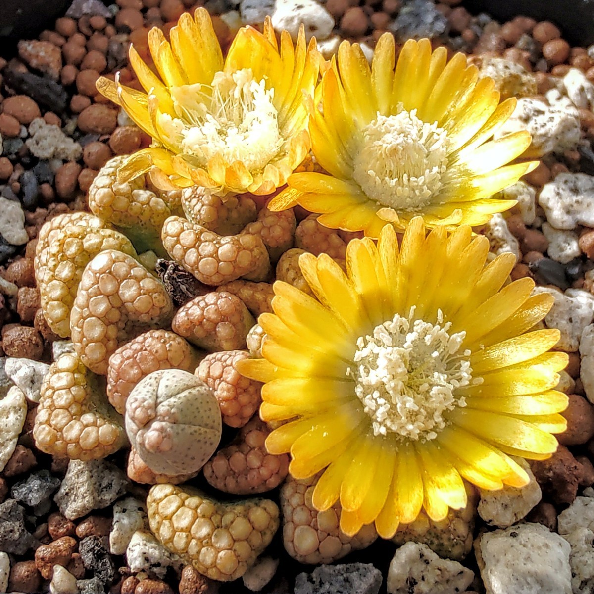 【自家採種“種子”/30粒】Titanopsis hugo-schlechteri var. alboviridis (SB 1343)/チタノプシス 天女扇//多肉植物_開花中の株