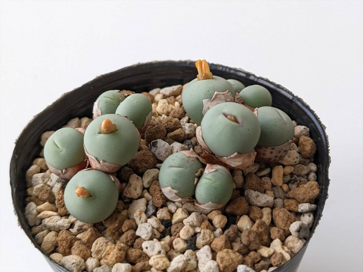 ブレべ Conophytum breve SB1136 コノフィツム 多肉植物_画像1