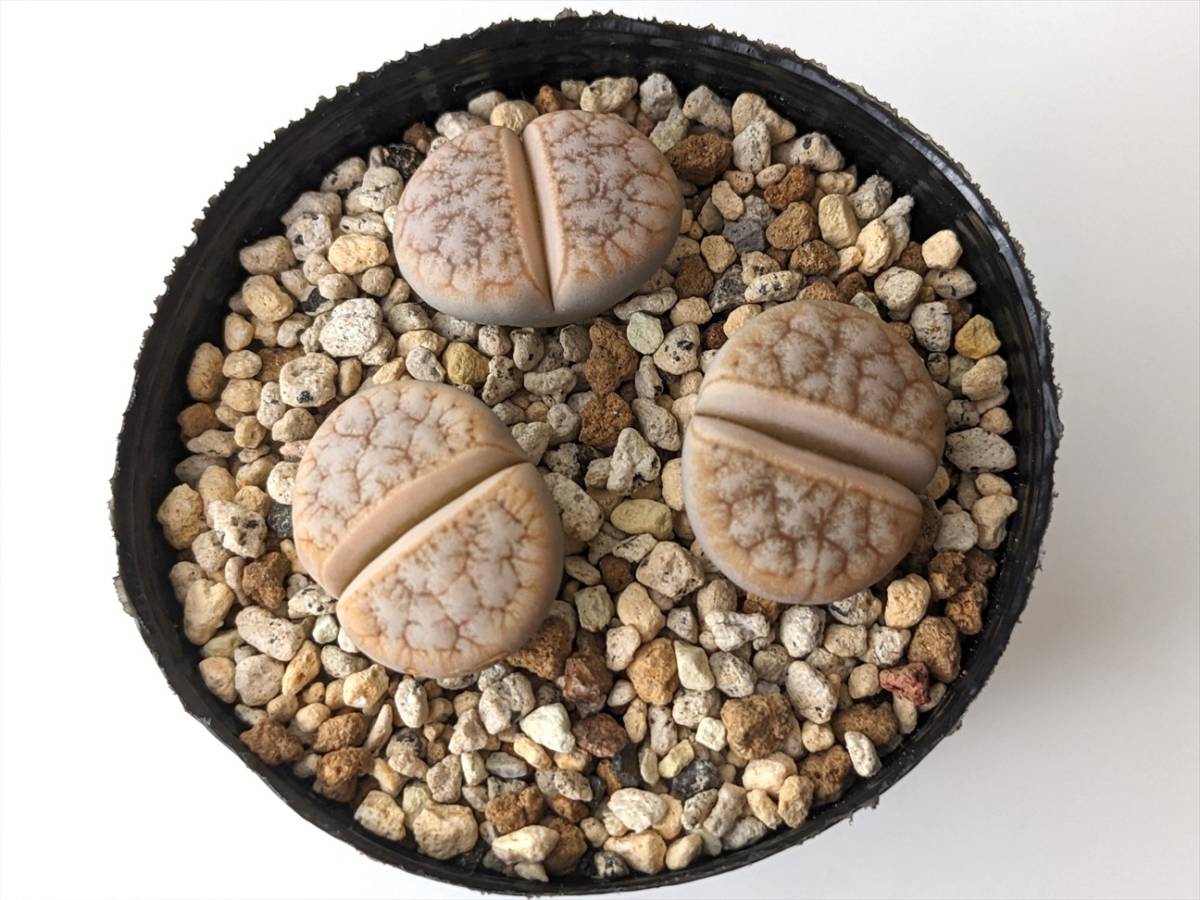 荒玉 Lithops gracilidelinrata C309 リトープス 多肉植物 リトープス 多肉植物_画像1