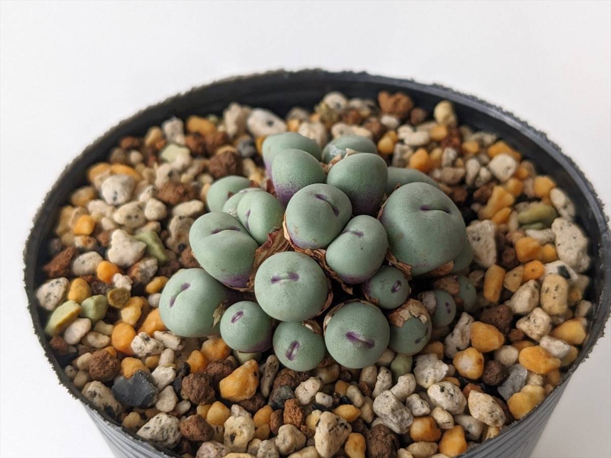 パゲアエ Conophytum pageae PV1380 コノフィツム 多肉植物_画像1