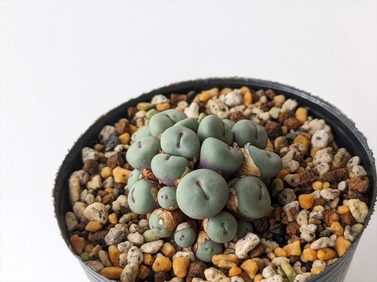 パゲアエ Conophytum pageae PV1380 コノフィツム 多肉植物_画像5