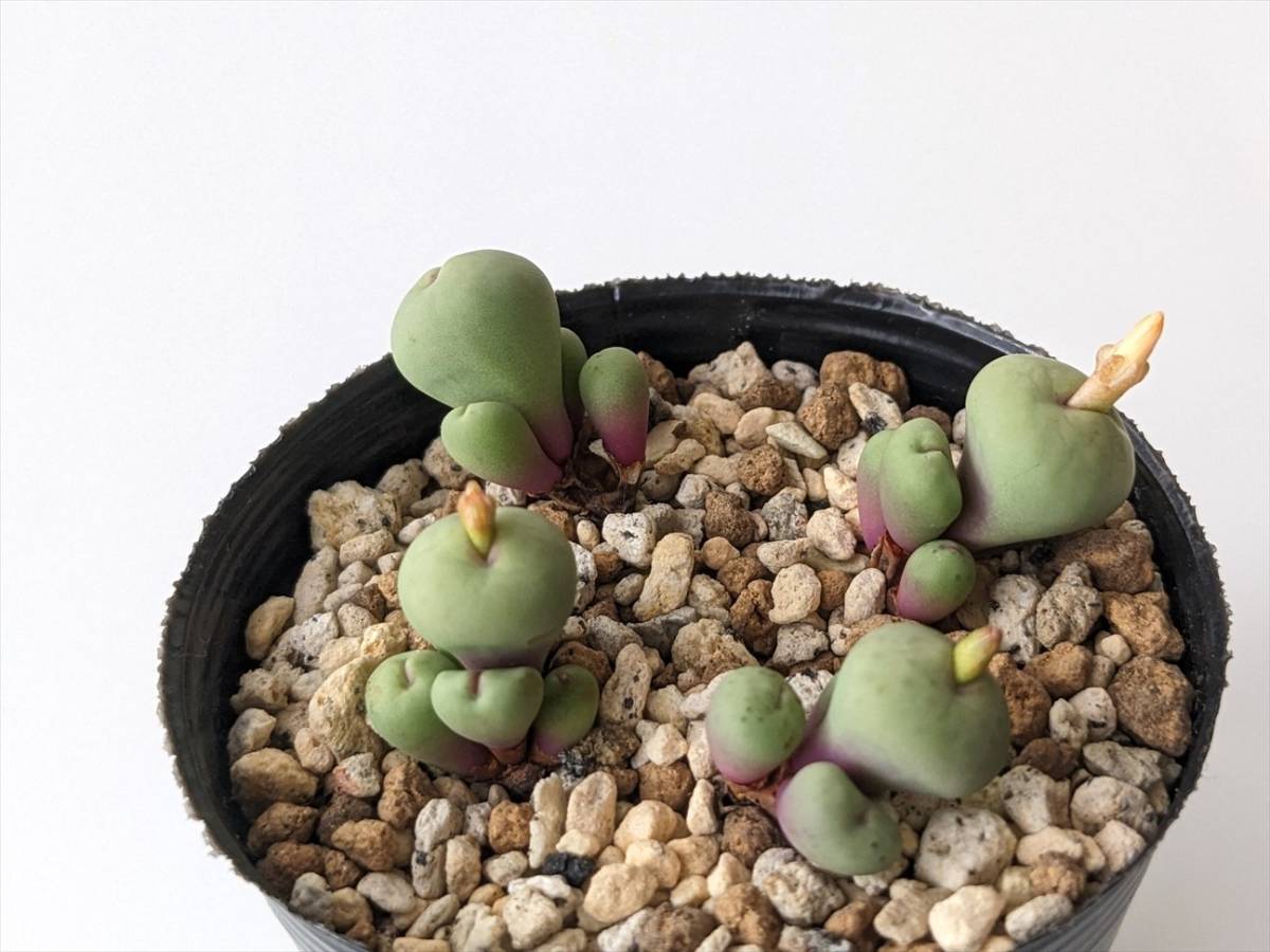 ブレべ Conophytum breve ② コノフィツム 多肉植物_画像3