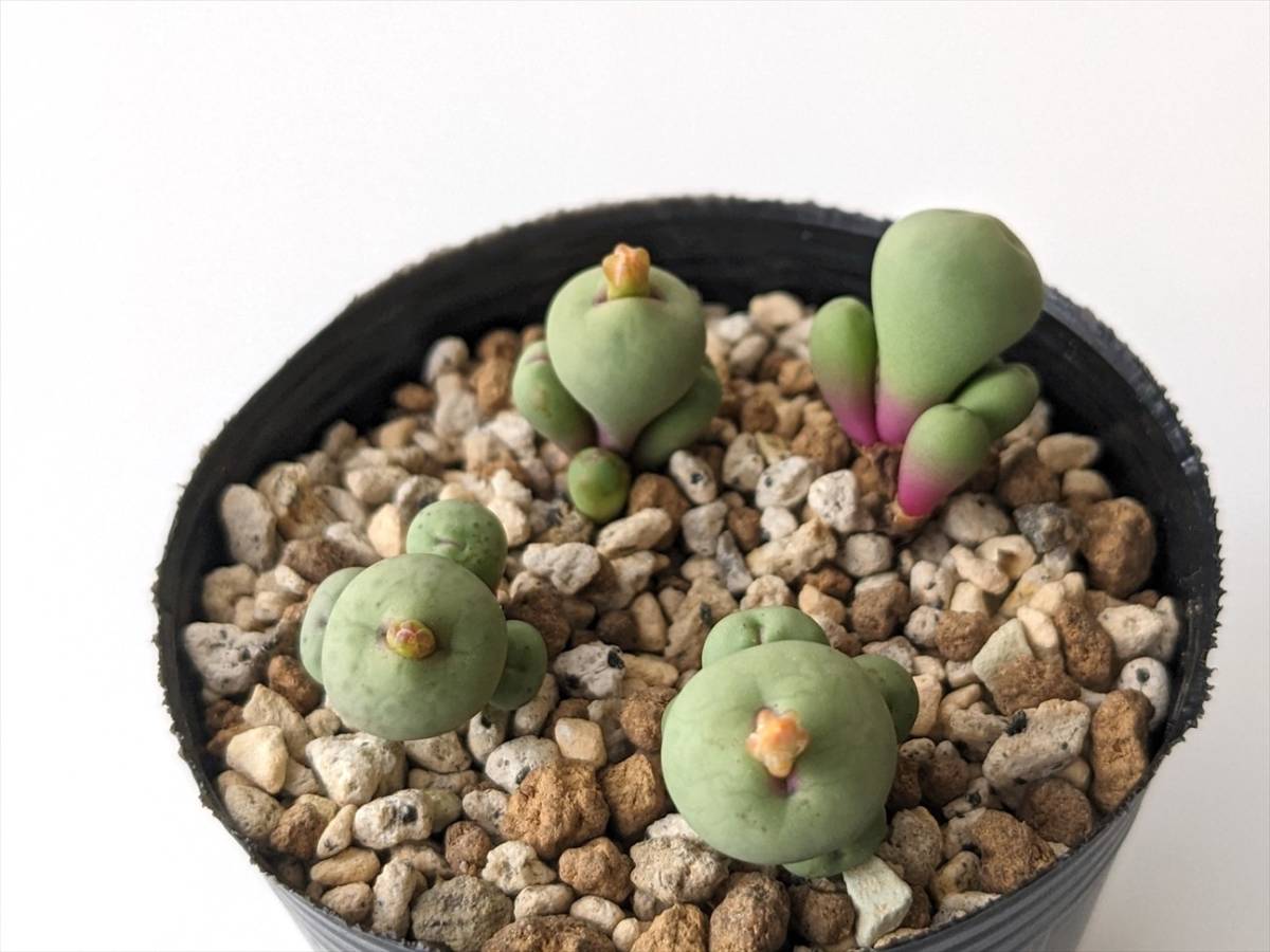 ブレべ Conophytum breve ② コノフィツム 多肉植物_画像5