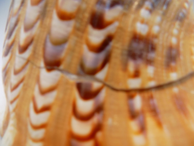 ☆天然貝殻　法螺貝/ほら貝/ホラ貝　幅３６ｃｍ重さ７７０ｇ　きずあり現状渡し_画像5