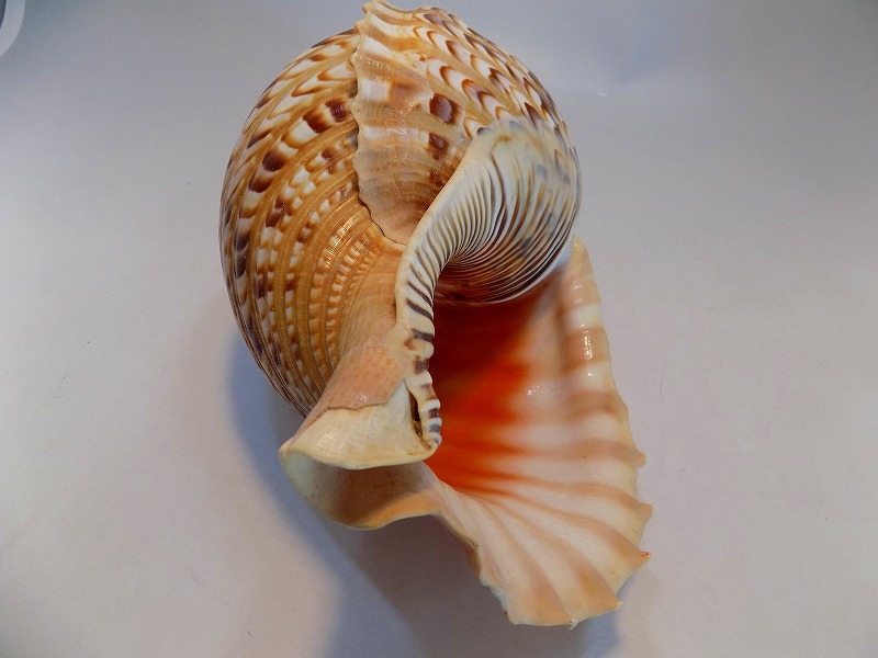 ☆天然貝殻　法螺貝/ほら貝/ホラ貝　幅３６ｃｍ重さ７７０ｇ　きずあり現状渡し_画像8