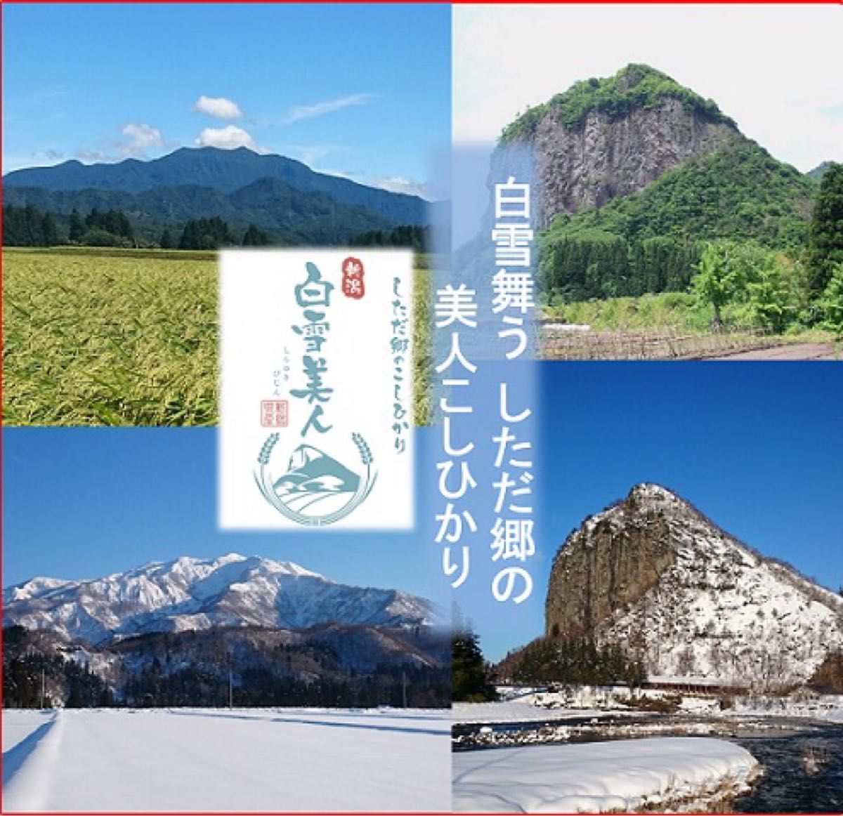 令和5年産新米　減農薬　新潟こしひかり玄米真空パック10kg　新潟県三条市旧しただ村産　新潟県認証　特別栽培米100% 白雪美人　