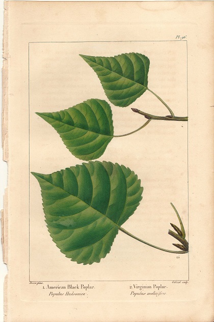 1850年代　アンティークボタニカルアート　北米樹木誌　ポプラ　葉っぱ　ベッサ画　手彩色_画像1