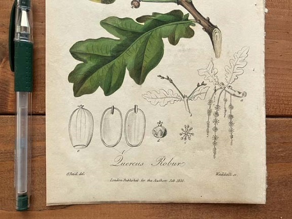 1830年代　アンティークボタニカルアート　ドングリ　オーク　メディカルボタニー　樹木　葉っぱ　手彩色_画像4