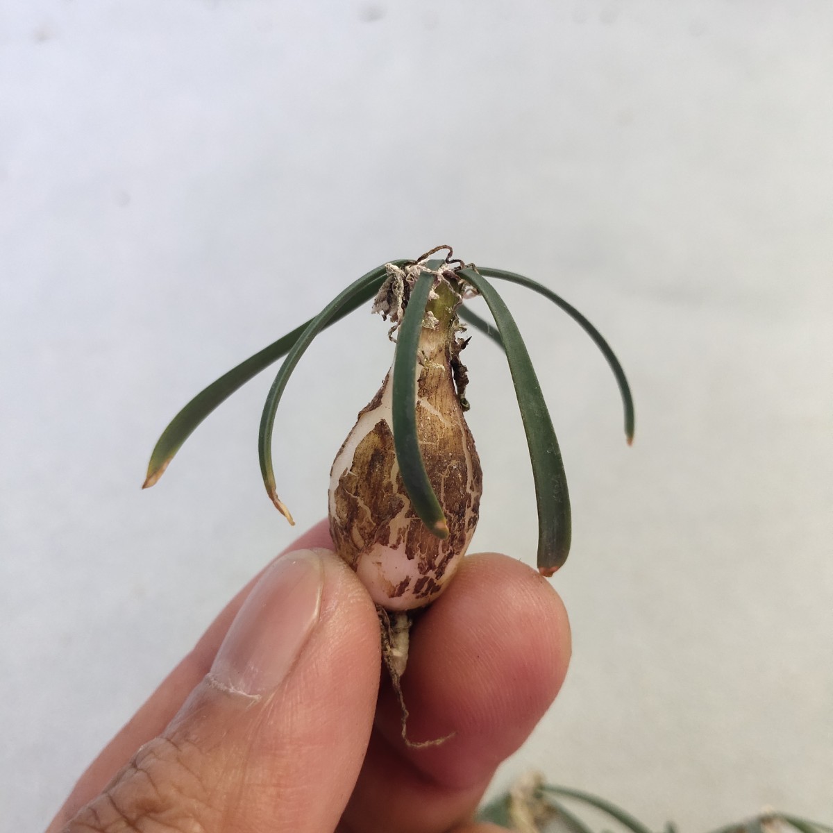 161珍奇植物 新種 Gethyllis lata subsp.lata G属 5株同梱_画像5