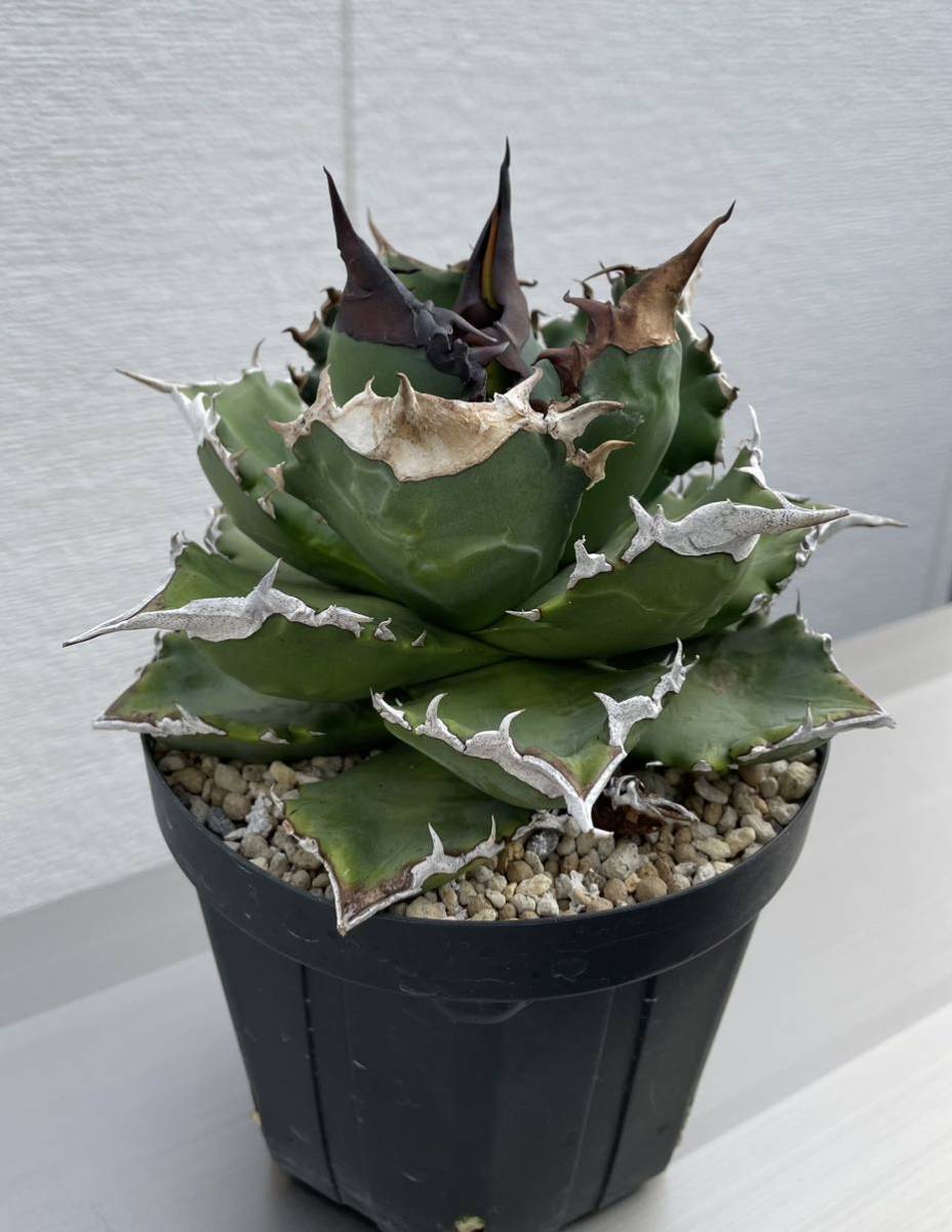 鉢のまま発送 白火焔 親株+子株 ホワイトファイヤー アガベ チタノタ agave オテロイ　多肉植物_画像6