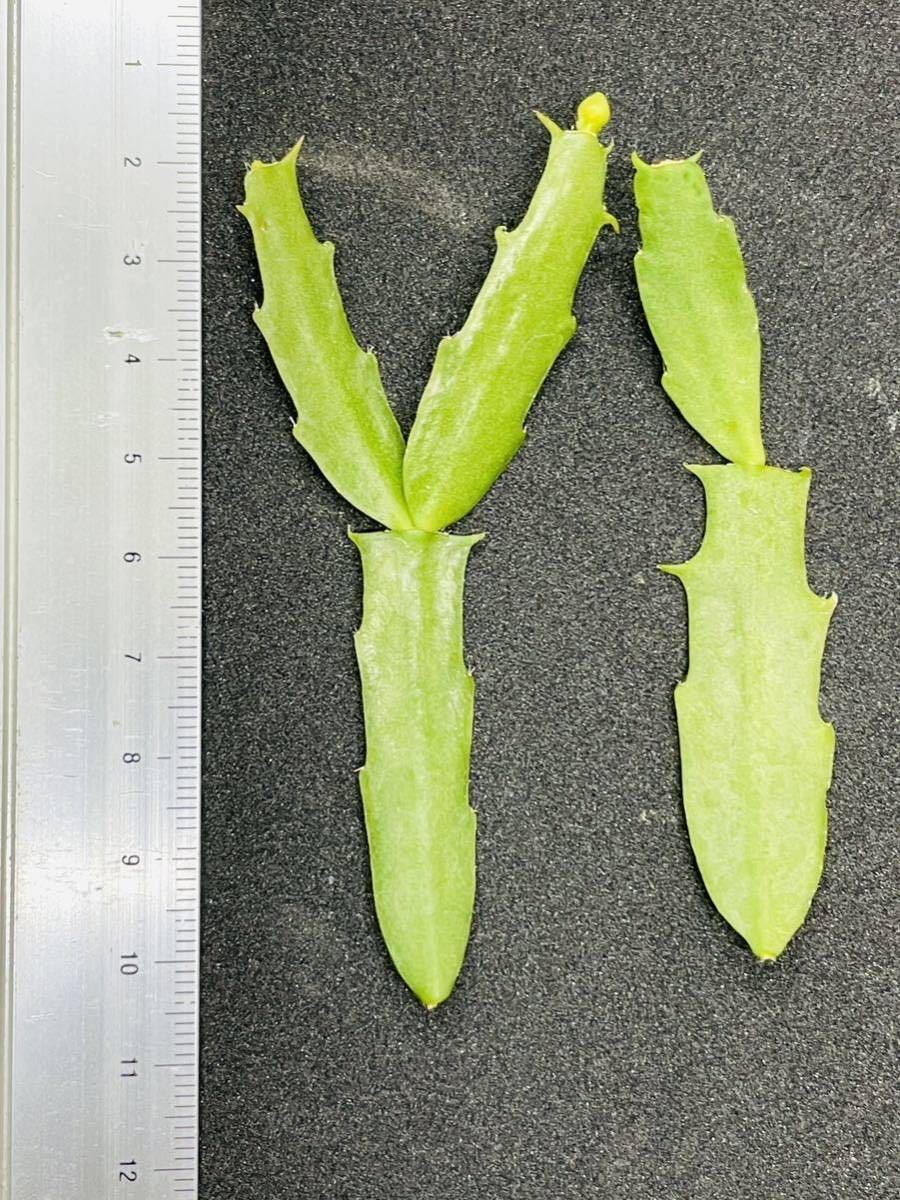 【希少】シャコバサボテン 天使の舞 純白 茎節2本[デンマークカクタス アガベ パキプス Schlumbergera Epiphyllum リプサリス]◆送料230円_画像2