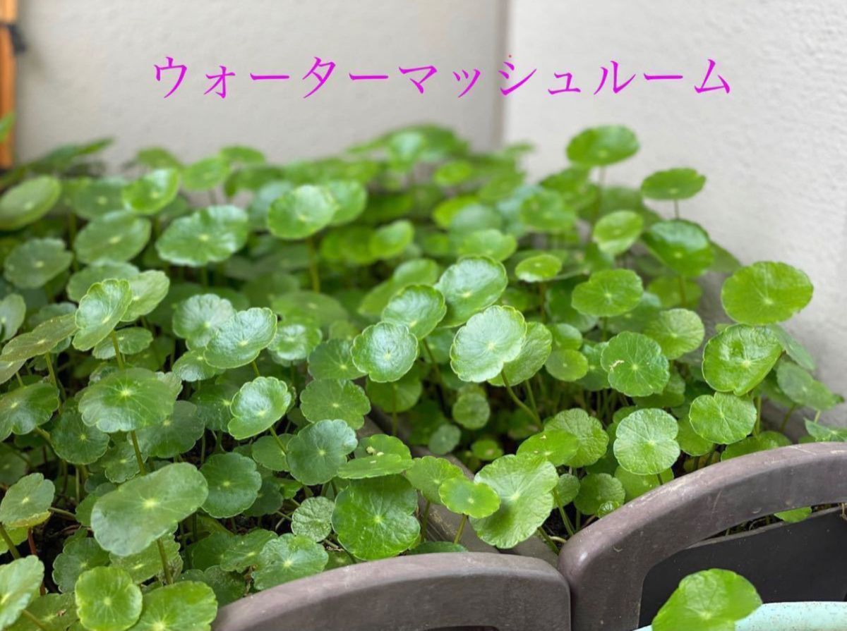 ウォーターマッシュルーム ３０本 - 水草