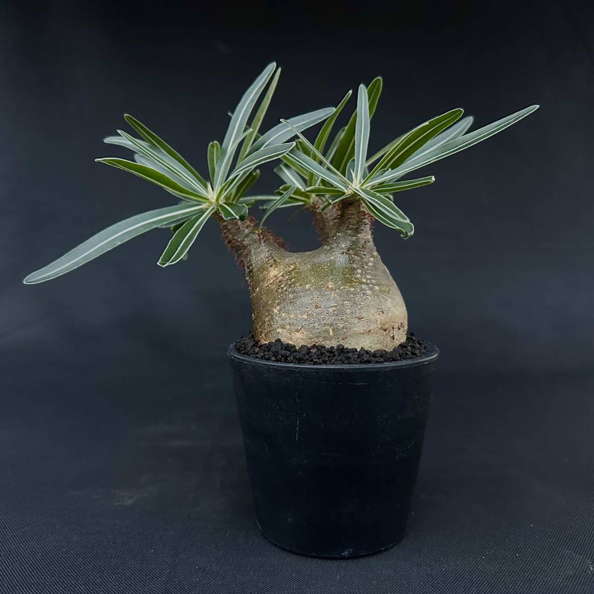 02 Pachypodium rosulatum var. gracilius / パキポディウム グラキリス (発根済) /検索用: 夏型 マカイエンセ イノピナツム パキプス _画像4