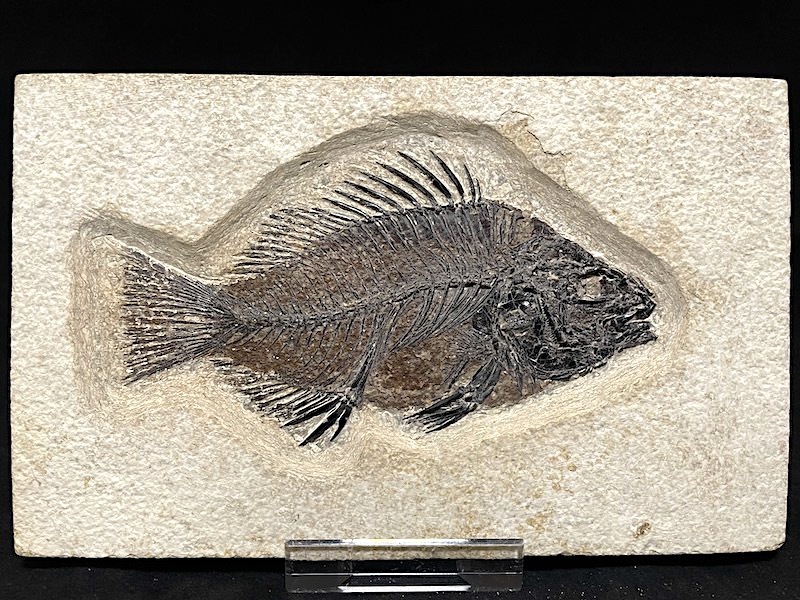 【SSSクオリティ】魚 化石 古代魚 プリスカカラ まるで絵画のよう！【コレクション大放出 3daysオークションVol.2-2】_画像2