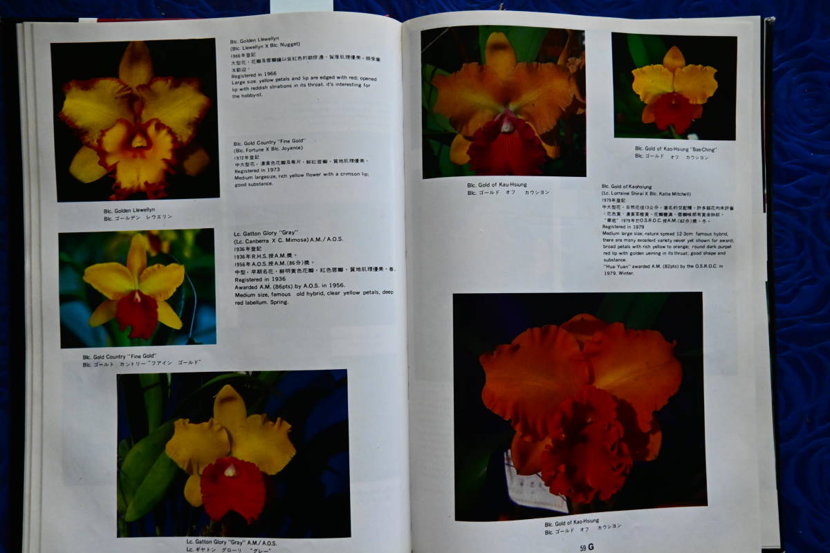 BB-62 洋蘭 中古 書籍 Quality CATTLEYAS in color　(R5.1119-BB-本) _画像3