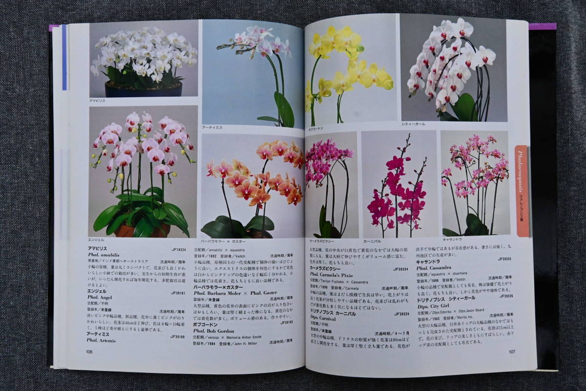 BB-65 洋蘭 中古 書籍 原色洋ラン写真集　Color Encyclopaedia of Potted Orchids　(R5.1119-BB-本) _画像4