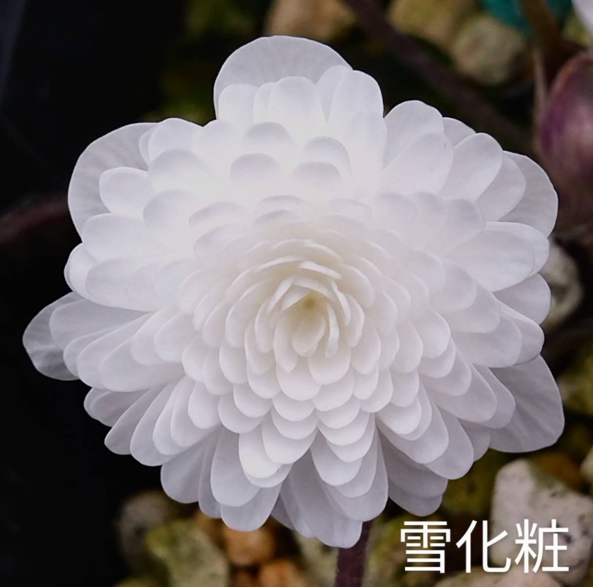 雪割草 　雪化粧　(原種白千重としては最高の花※)　1芽　画1花参考　出品画2～　3号深角ポリポット植(送料一律60サイズ複数可、取置不可)_画像1