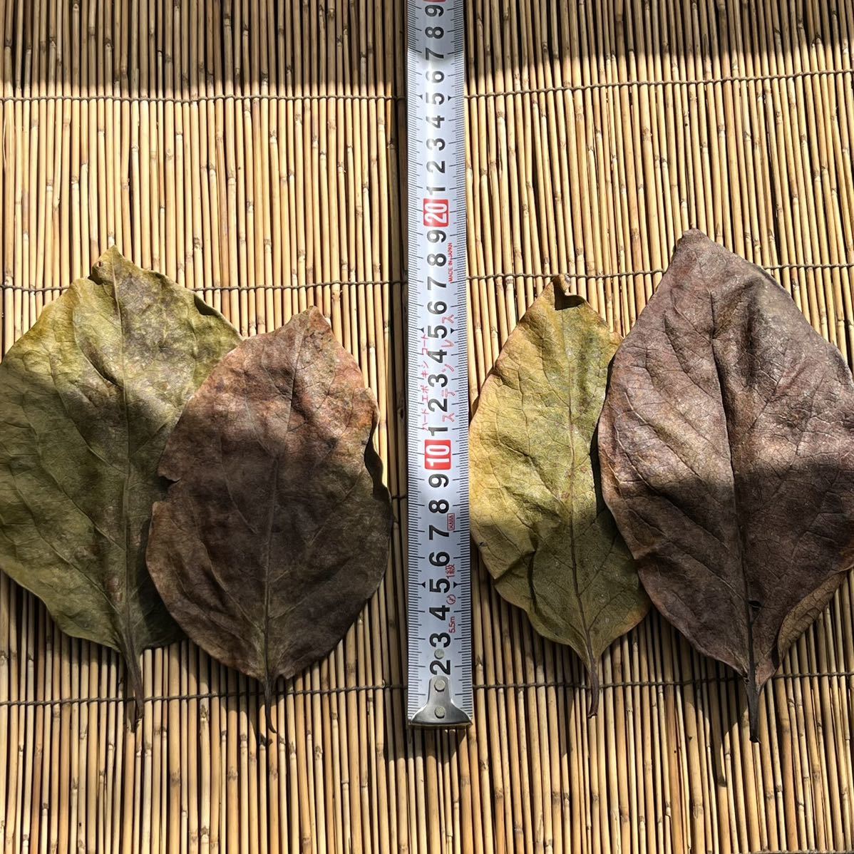『めだか越冬用・柿の葉』大きい葉30枚＋α 冬のメダカ寝床　乾燥柿の葉　無農薬