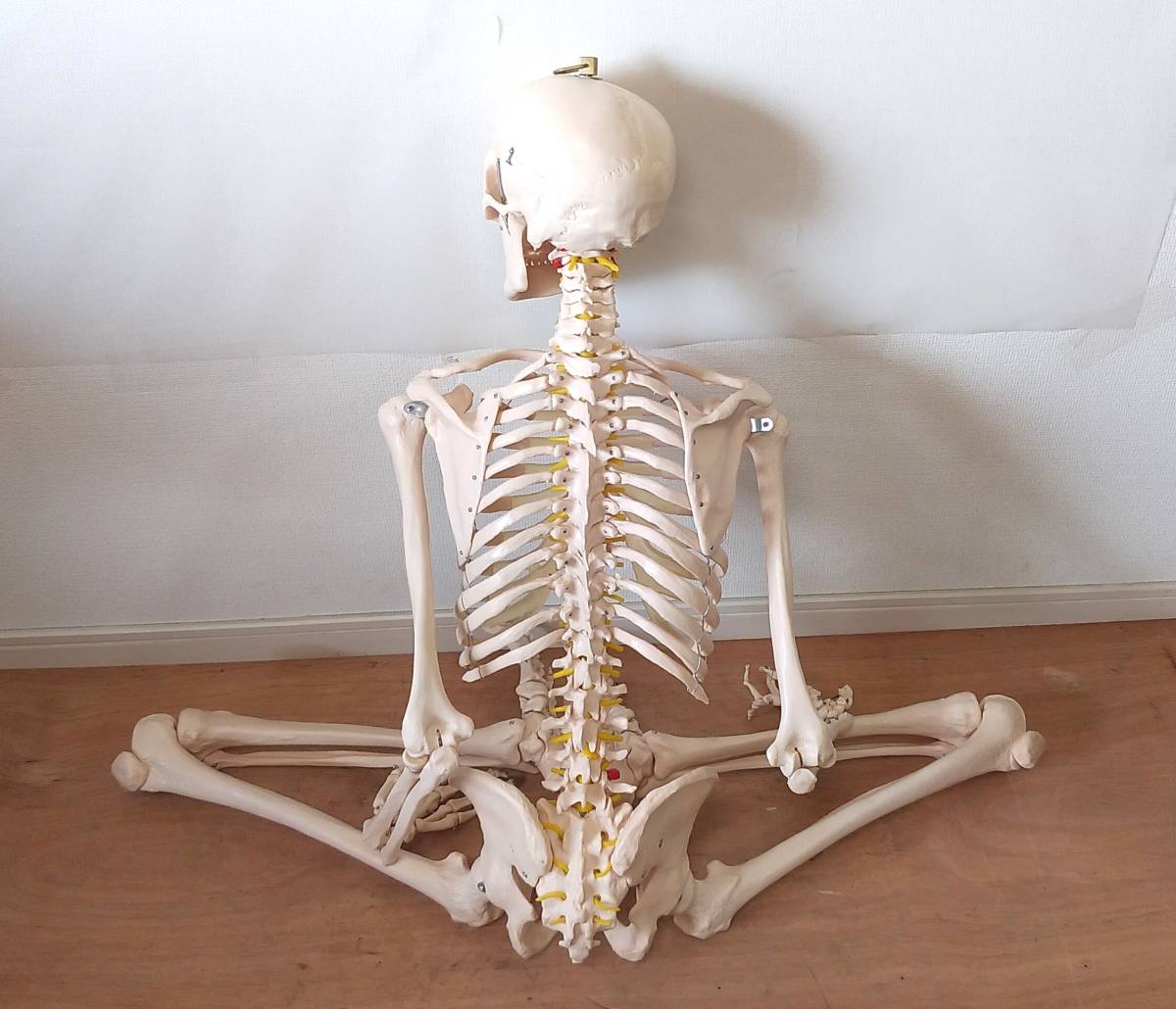 LK107◆人体模型◆骨格模型 全長約165cm 等身大 頭蓋骨 脊髄 頸椎 大腿骨 骨格標本 ディスプレイ_画像2