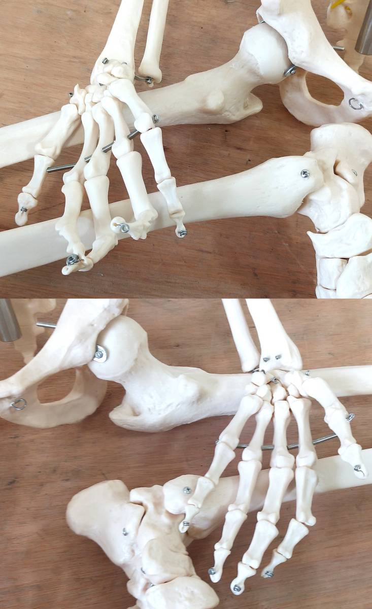 LK107◆人体模型◆骨格模型 全長約165cm 等身大 頭蓋骨 脊髄 頸椎 大腿骨 骨格標本 ディスプレイ_画像10