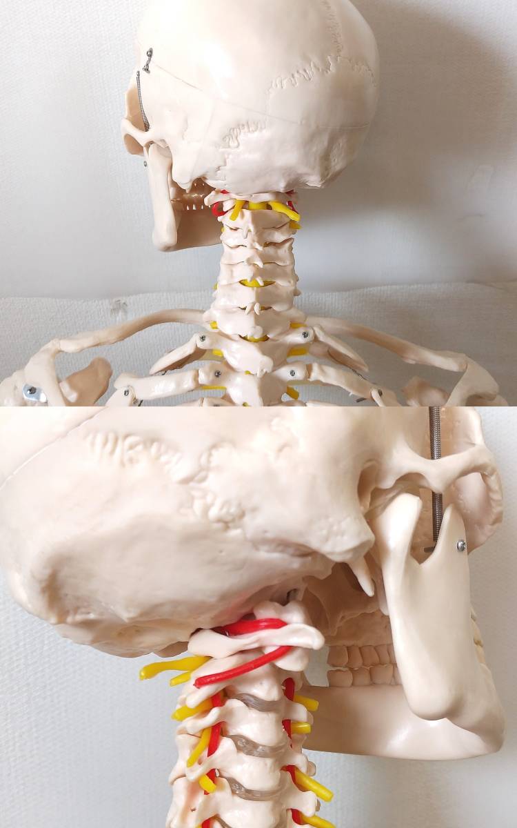 LK107◆人体模型◆骨格模型 全長約165cm 等身大 頭蓋骨 脊髄 頸椎 大腿骨 骨格標本 ディスプレイ_画像6