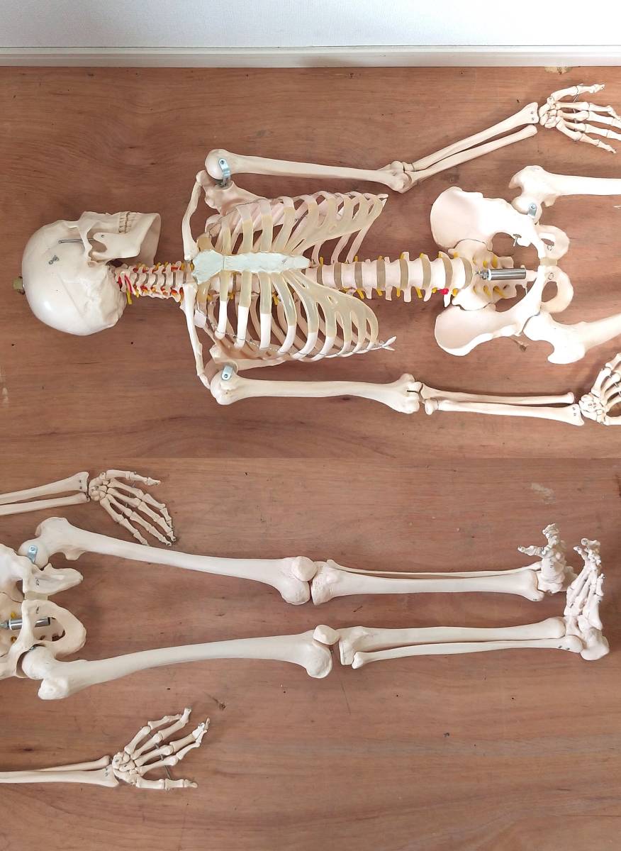 LK107◆人体模型◆骨格模型 全長約165cm 等身大 頭蓋骨 脊髄 頸椎 大腿骨 骨格標本 ディスプレイ_画像3