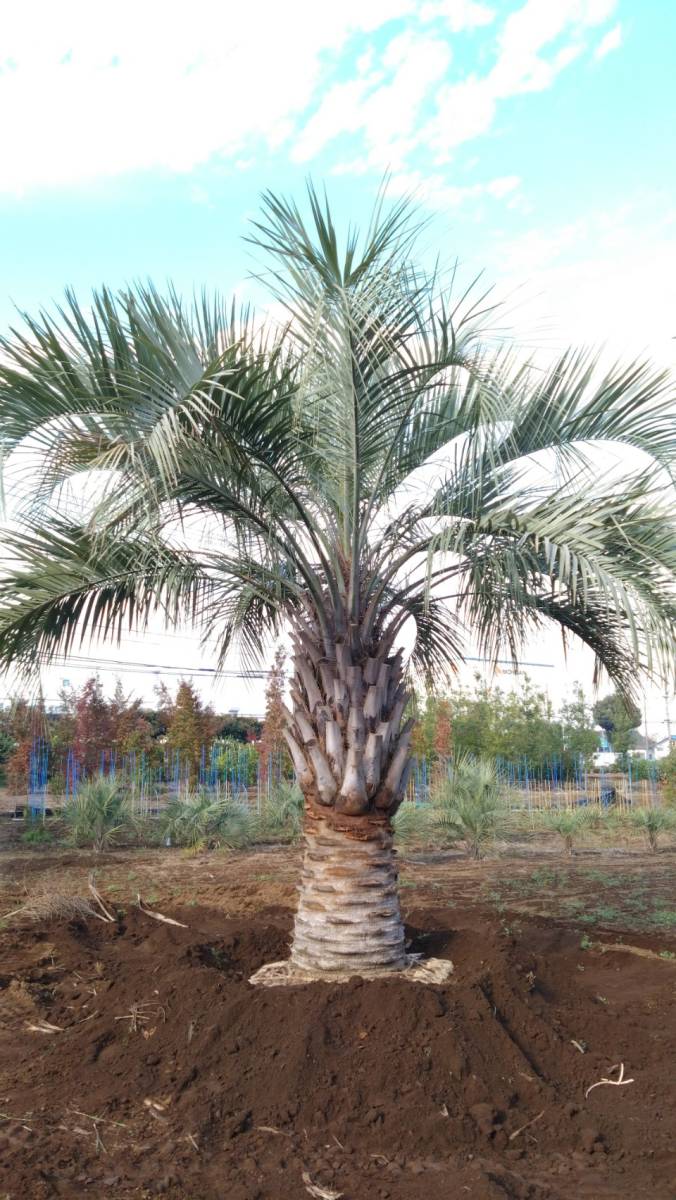  вечнозеленое дерево очень популярный здесь s cocos nucifera .. Nankoku вкус 4.5m ранг Saitama префектура день высота город .. лот самовывоз окрестности только доставка возможность ( отдельный плата )