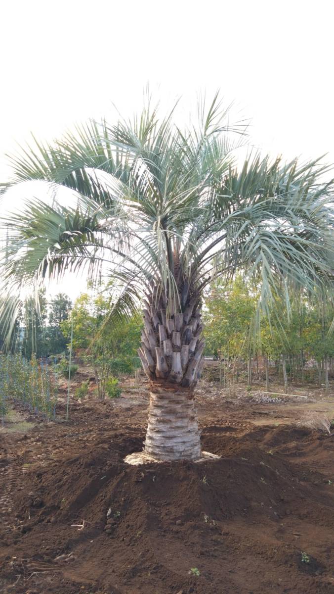  вечнозеленое дерево очень популярный здесь s cocos nucifera .. Nankoku вкус 4.5m ранг Saitama префектура день высота город .. лот самовывоз окрестности только доставка возможность ( отдельный плата )