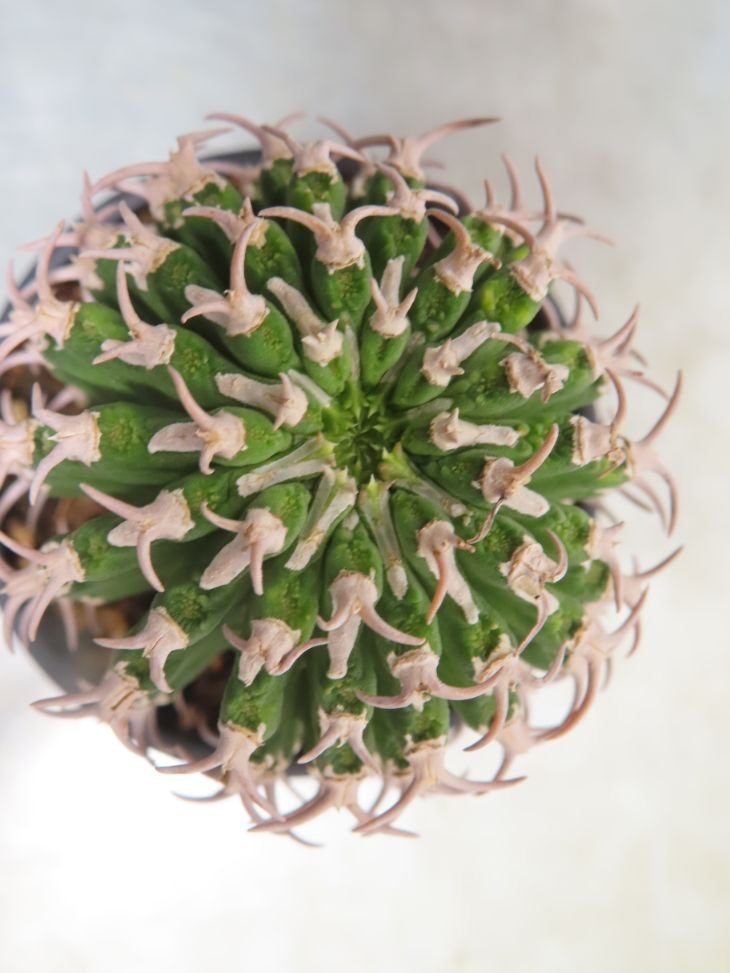 ア2104 「多肉植物I」ユーフォルビア　コルムナリス【美株・発根・Euphorbia columnaris】_画像2